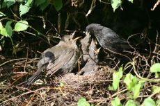 Amsel-8-Tag-64.jpg